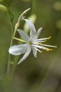 Anthericum ramosum